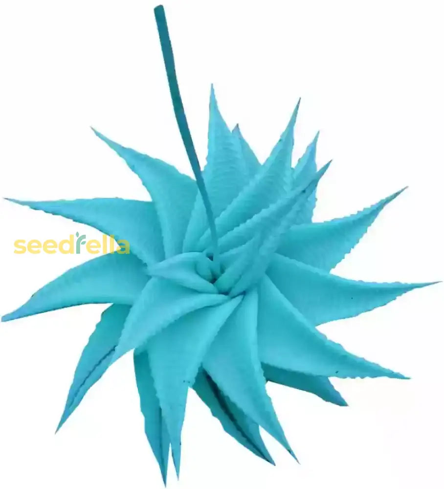 Aloe Cameron Plant Seeds For Planting Sky Blue - Experience The Unique Blooms