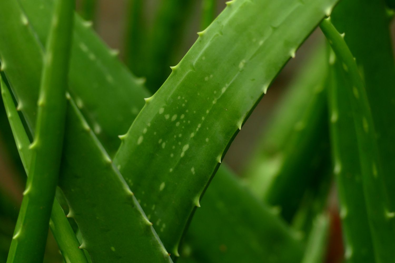 Mature Green Aloe Cameron Plant with Rosette Leaves