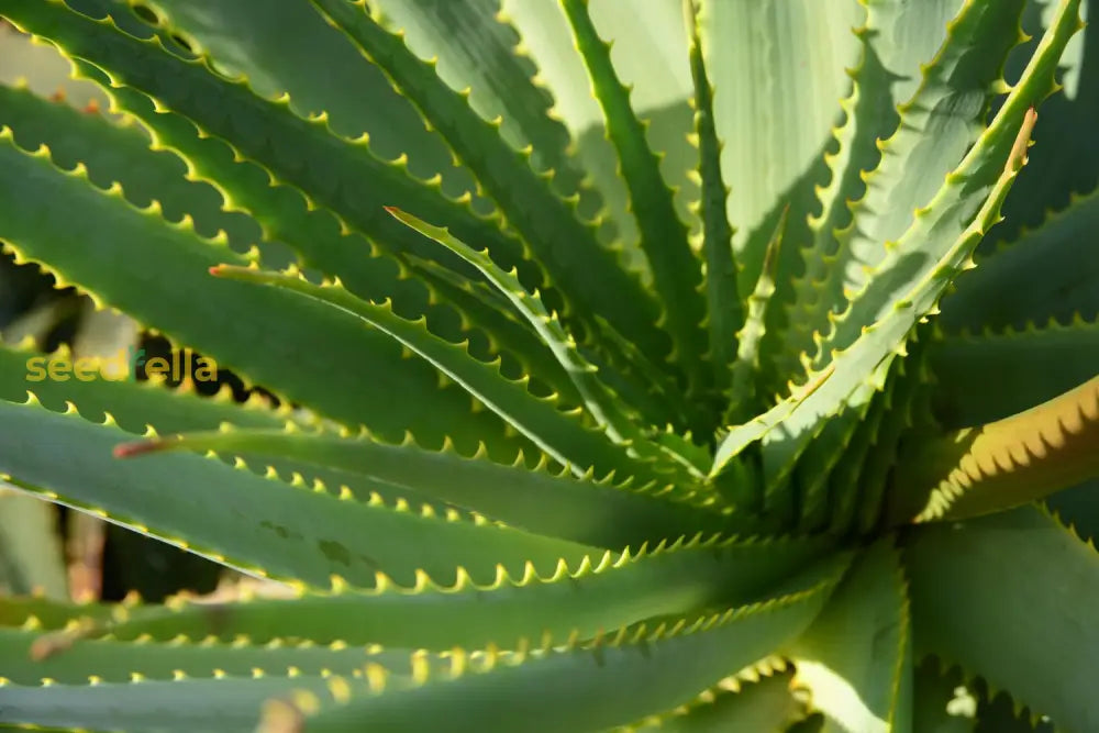 Aloe Cameron Seeds For Planting - Grow Unique Green In Your Garden