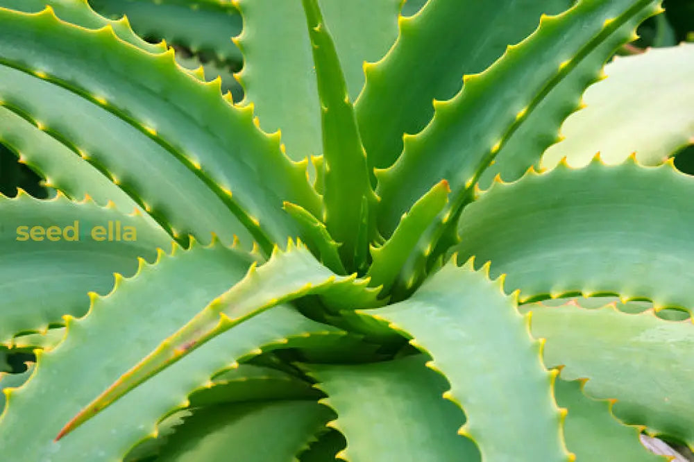 Aloe Cameron Seeds For Planting - Grow Unique Green In Your Garden