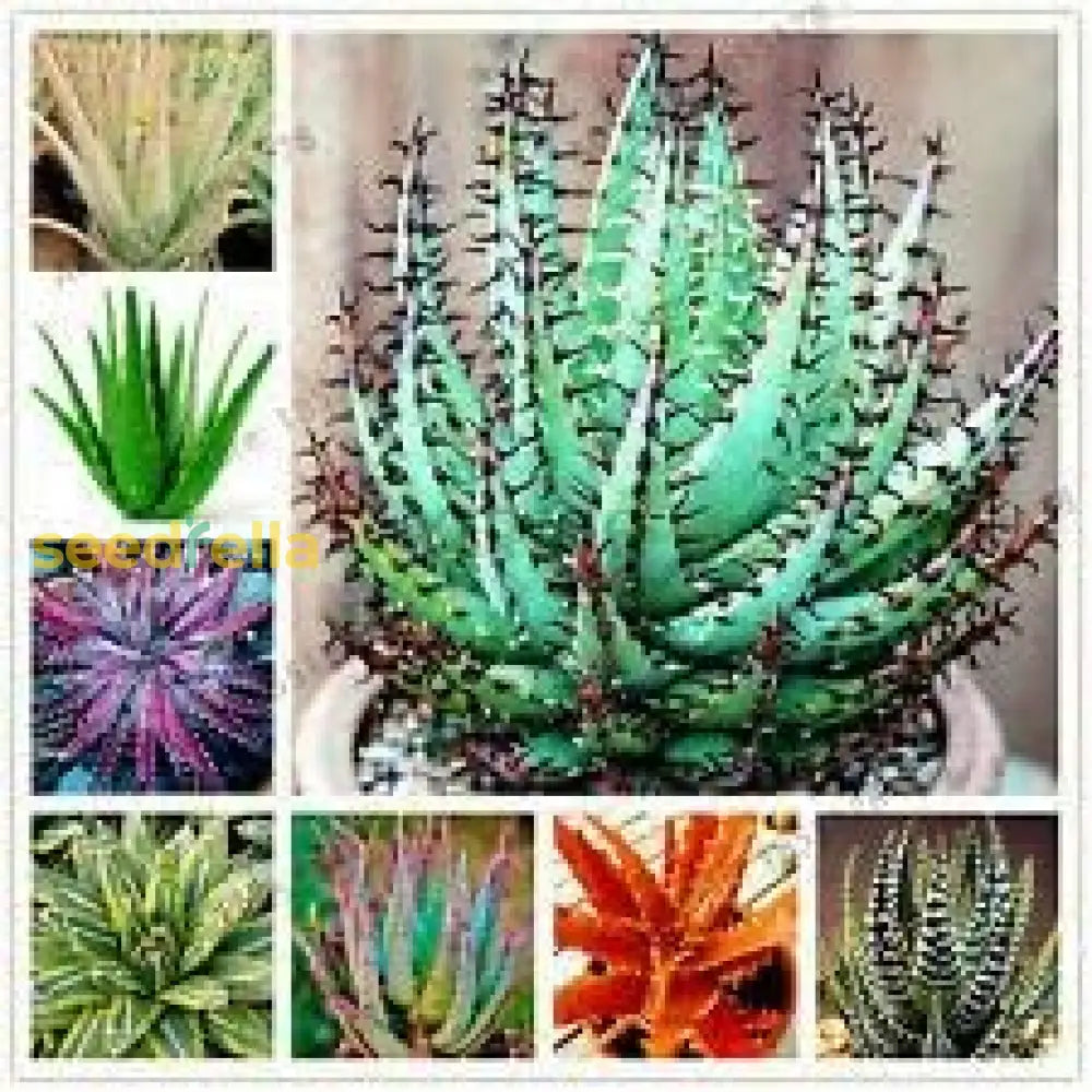 Aloe Cameron Seeds For Planting Mixed - Unique & Diverse Plants