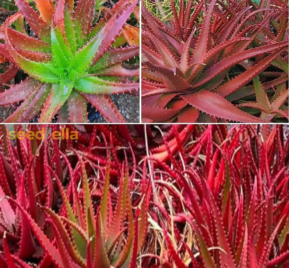 Aloe Cameron Seeds For Planting Mixed - Unique & Diverse Plants