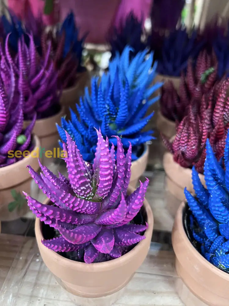 Aloe Cameron Seeds For Planting Purple - Add The Striking To Your Garden