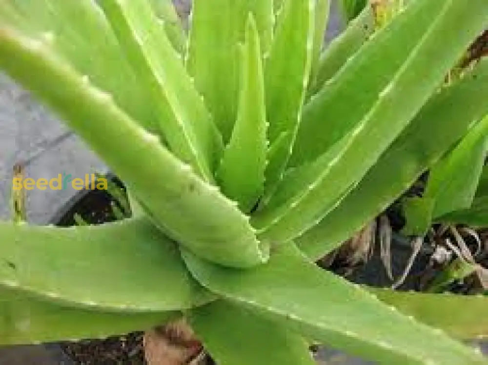 Aloe Cameron Seeds For Planting - Unique Light Green Your Space