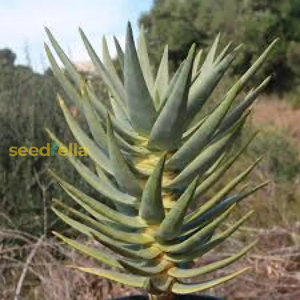 Aloe Dichotoma Seeds For Planting | Desert Beauty Flower