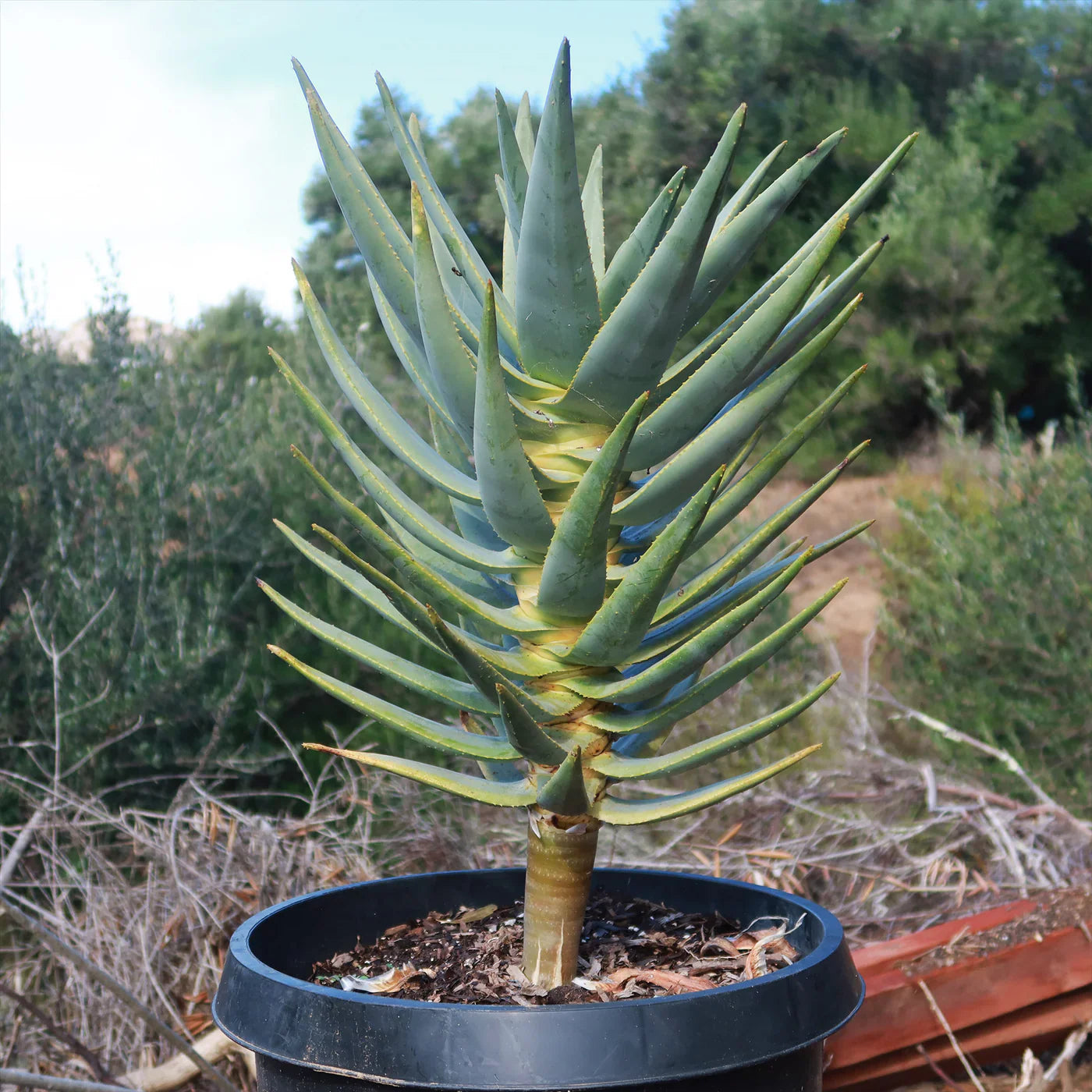 Aloe Dichotoma Seeds for Planting