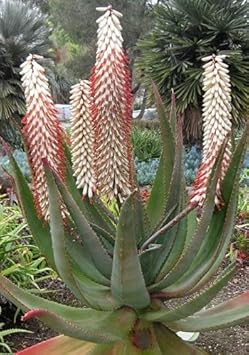 Aloe Ferox White Seeds for Indoor and Outdoor Planting