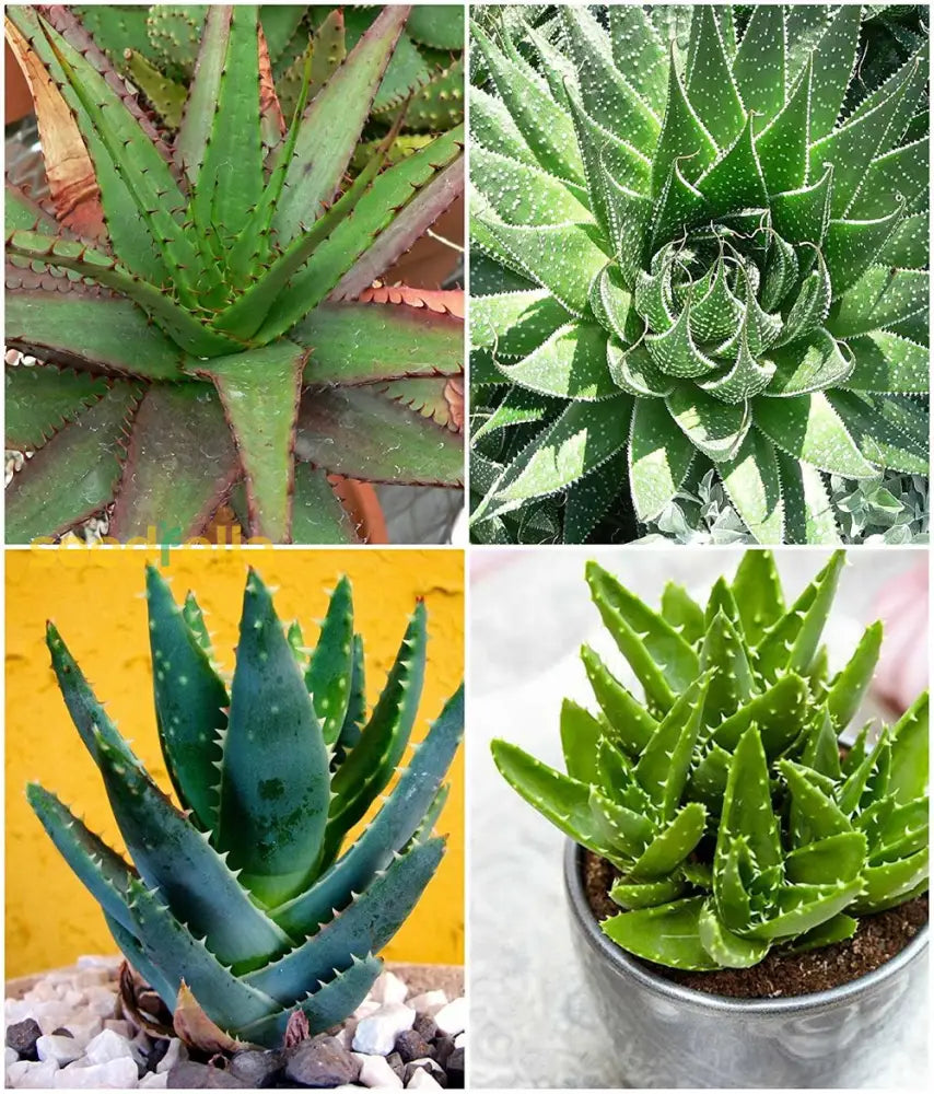 Mixed color aloe vera seeds for planting