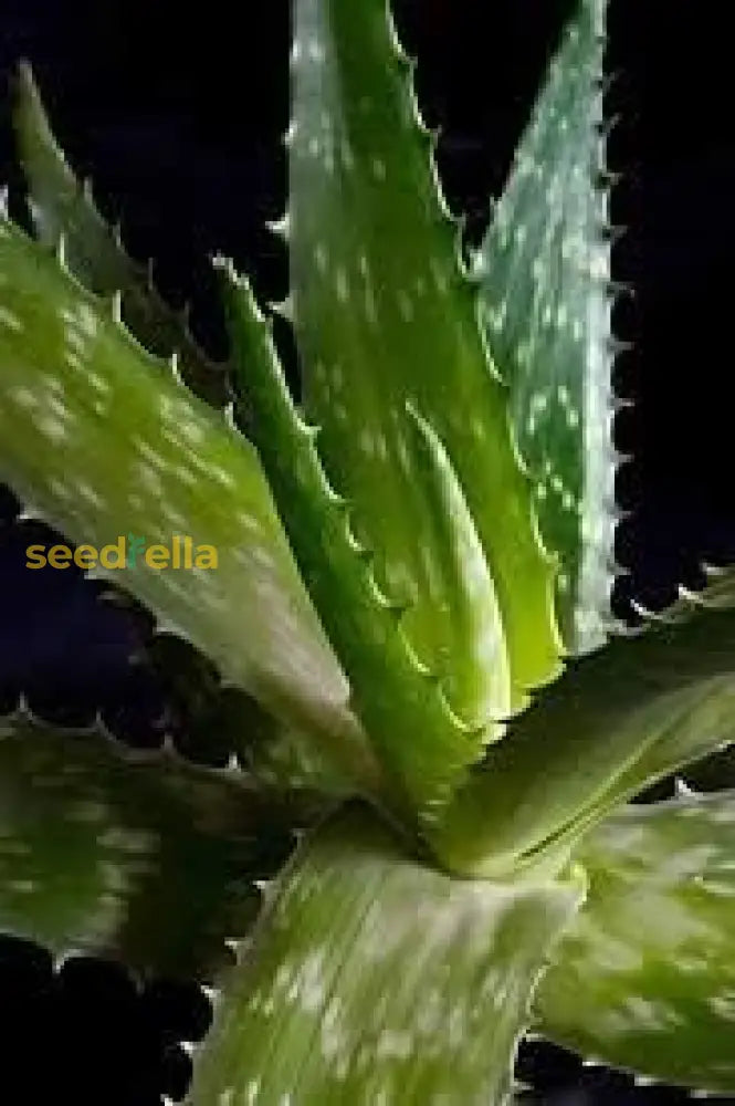 Aloe Vera Seeds For Planting  Green Variety Herb