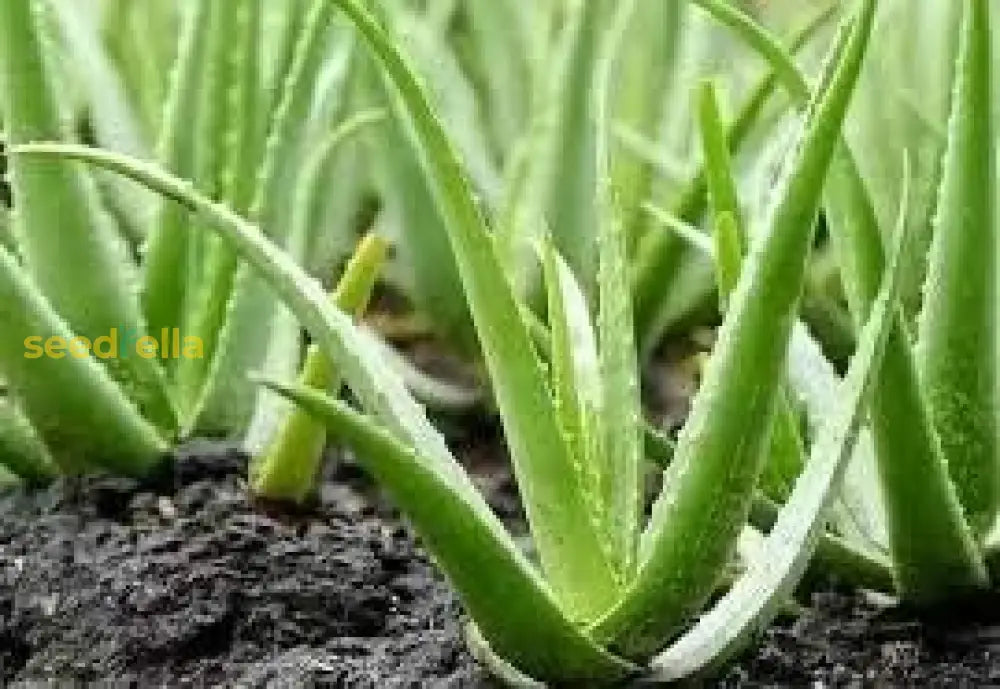 Aloe Vera Seeds For Planting  Green Variety Herb