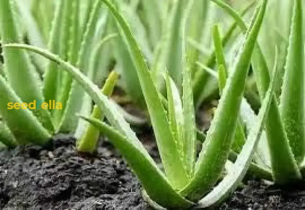 Aloe Vera Seeds For Planting  Green Variety Herb