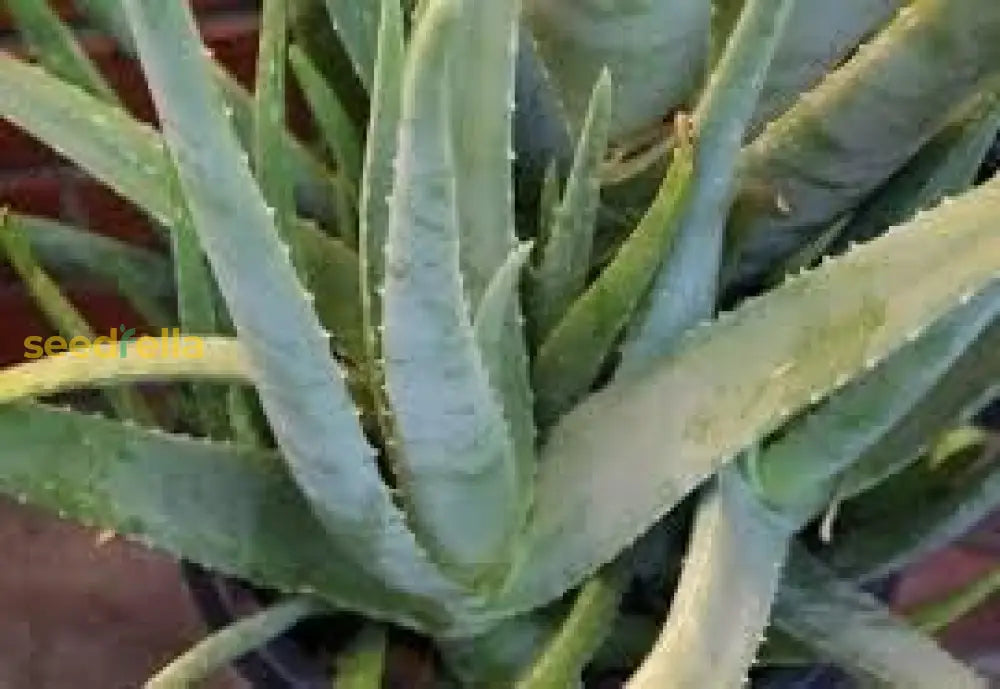 Aloe Vera seeds germination and planting guide