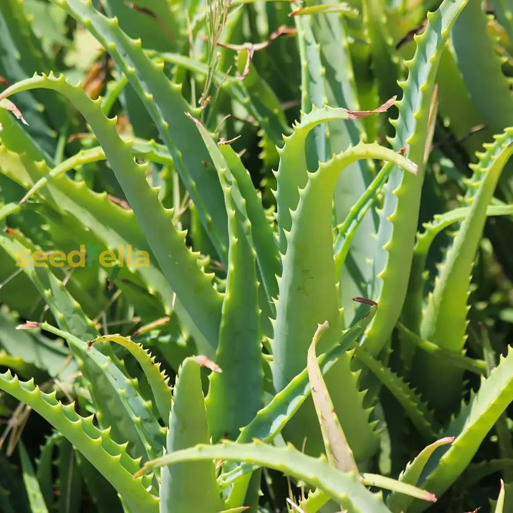 Aloe Vera Seeds Perennial Deer Resistant Low Maintenance Attracts Pollinators Ground Covers Borders