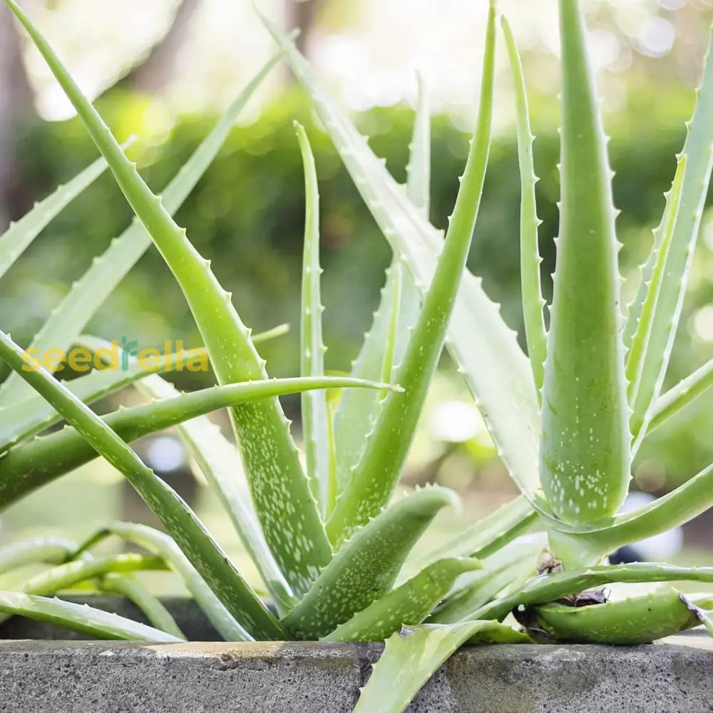 Aloe Vera Seeds Perennial Deer Resistant Low Maintenance Attracts Pollinators Ground Covers Borders