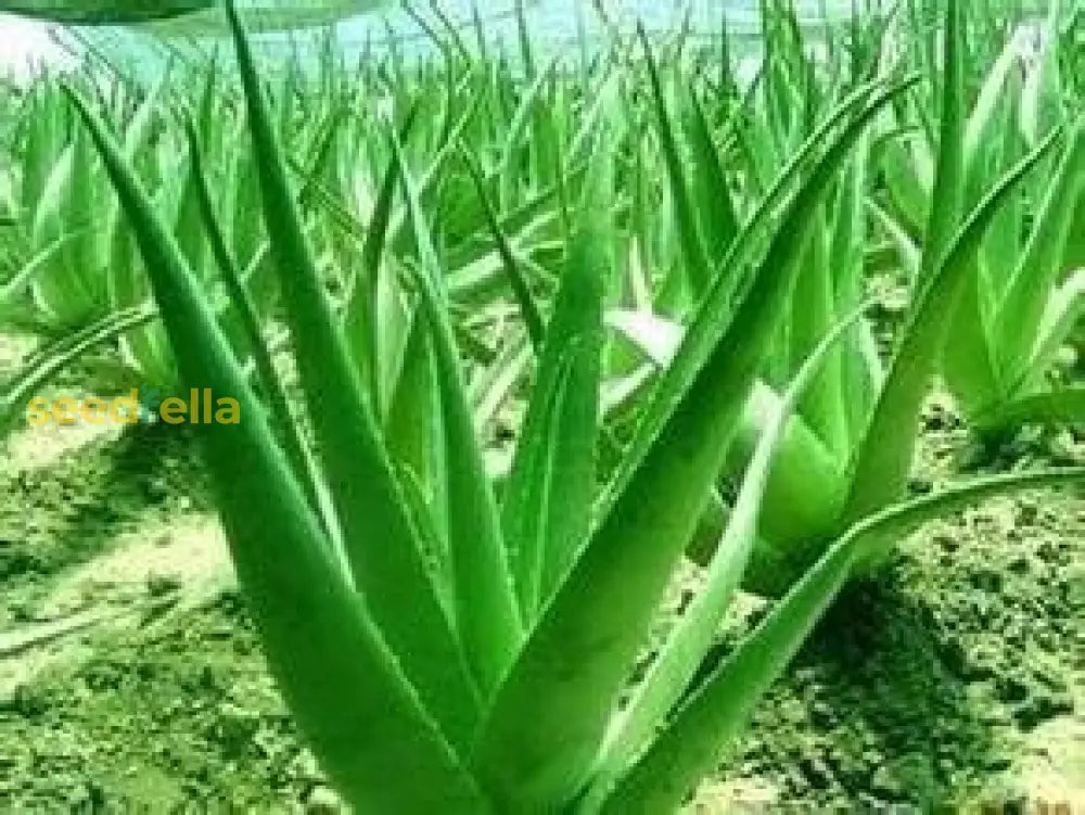 Aloe Vera Seeds Planting Kit For Easy Growth