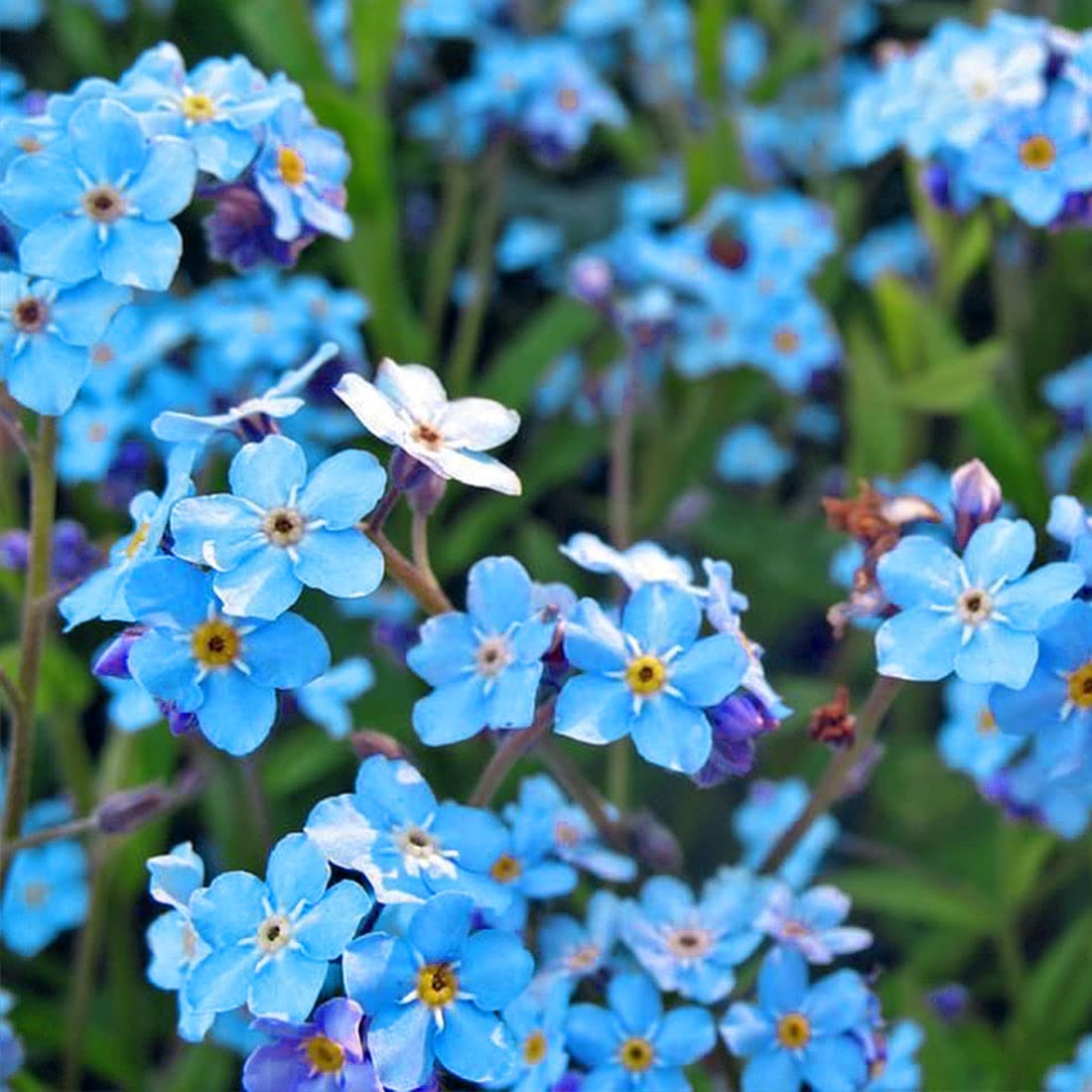 Alpestris Alpine Blue Flower Seeds