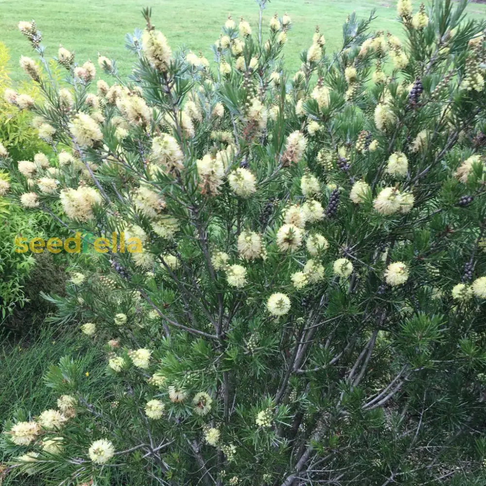 Alpine Bottlebrush Flower Seeds For Planting