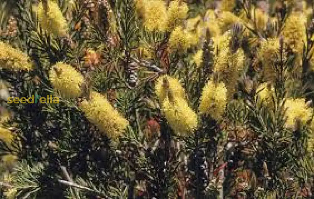 Alpine Bottlebrush Flower Seeds For Planting