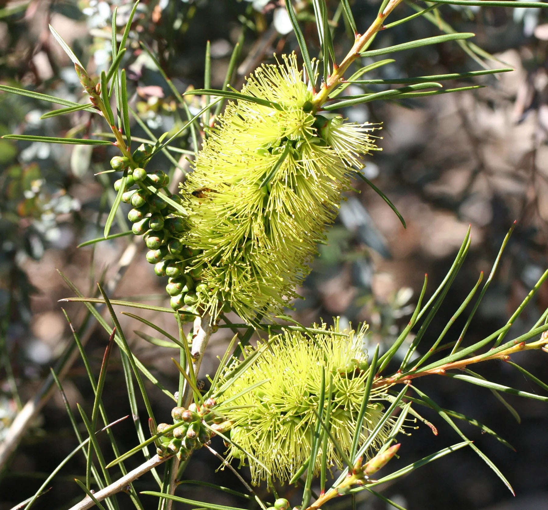 Alpine Bottlebrush plants enhancing garden borders