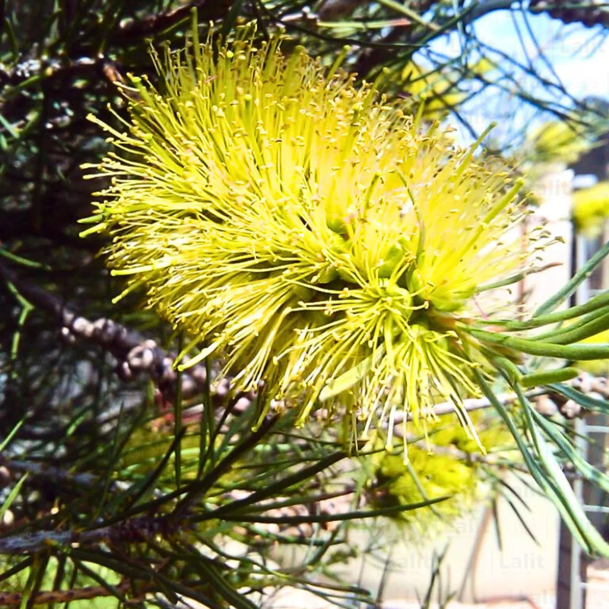 Alpine Bottlebrush shrub growing in landscape