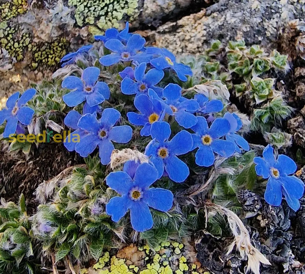 Alpine Flower Seeds Planting Mountain Blooms