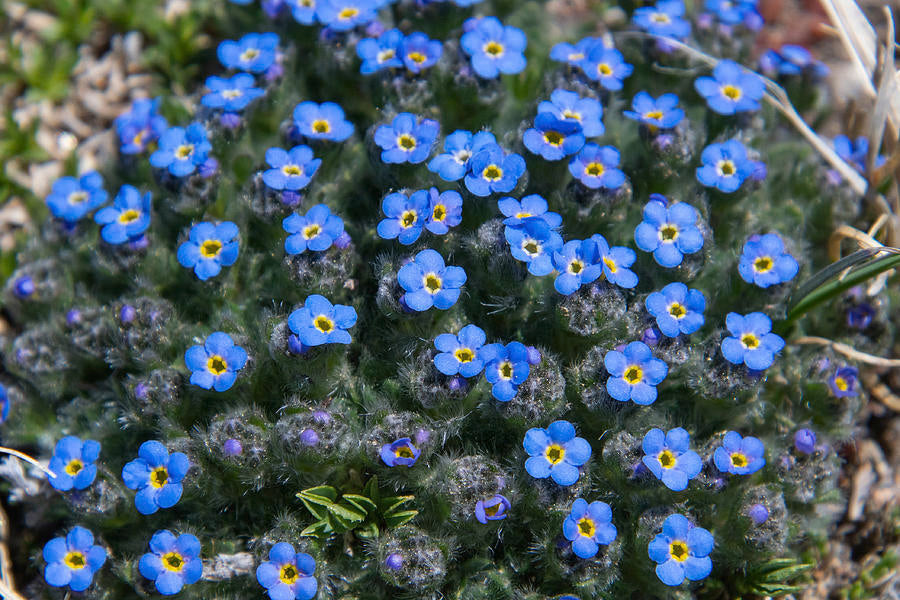 Alpine Flower Seeds Planting Mountain Blooms