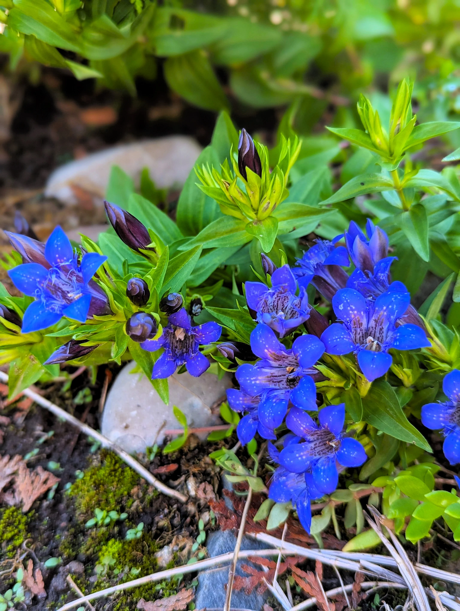 Mature Nikita Gentian in late spring garden display