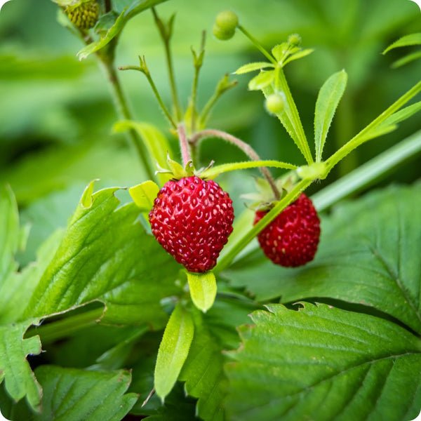 Alpine strawberry seeds Fragaria vesca Alexandria producing red berries