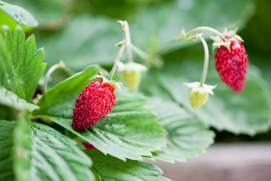 Alpine strawberry seeds producing small sweet red fruits closeup