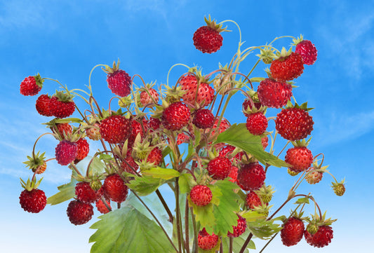 Alpine Strawberry (Fragaria vesca) seeds for planting