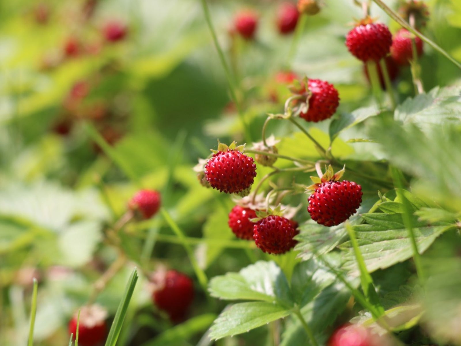 Alpine Strawberry plant with white flowers in bloom