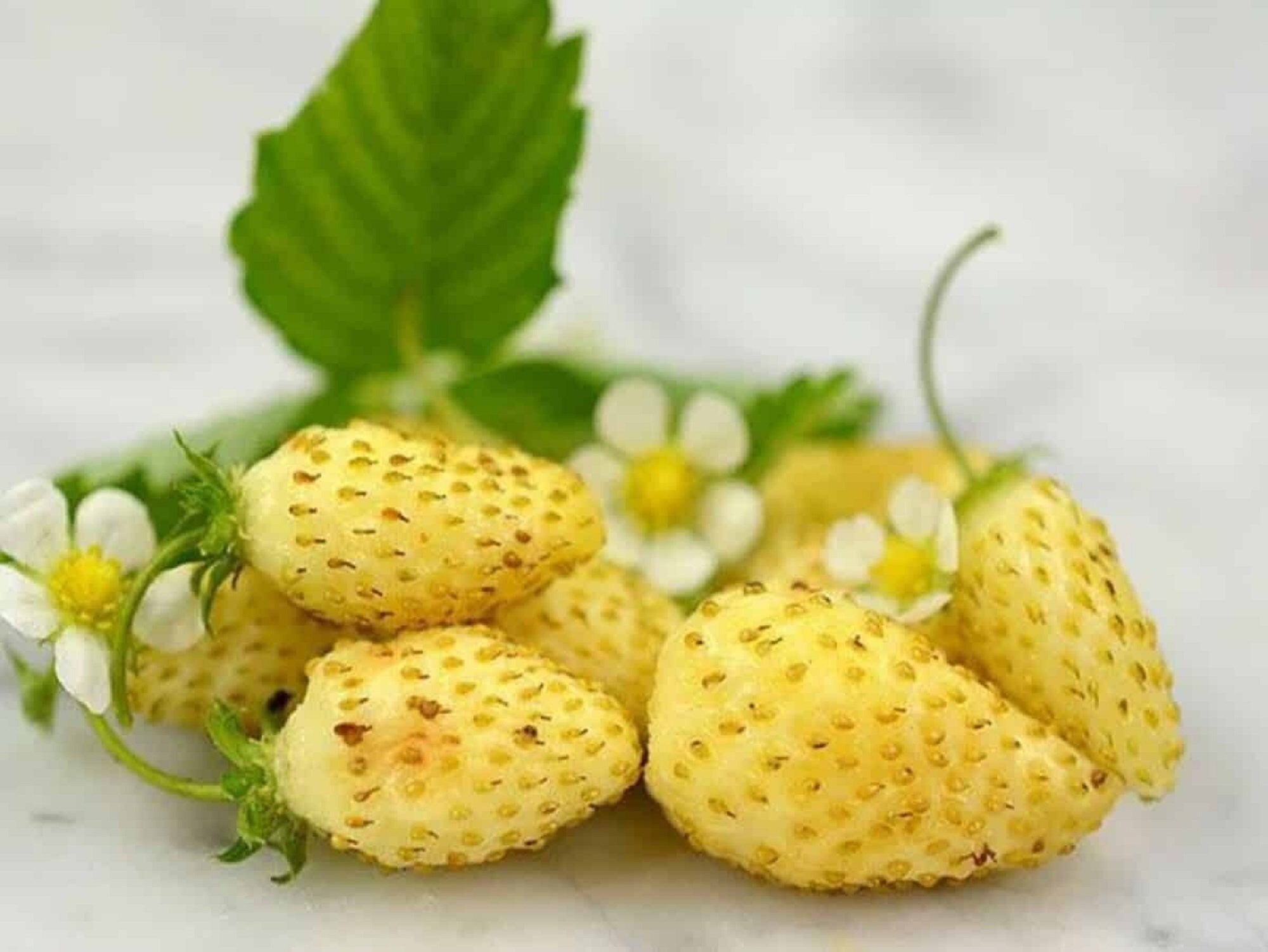 Alpine strawberry Yellow Wonder seeds growing in home garden