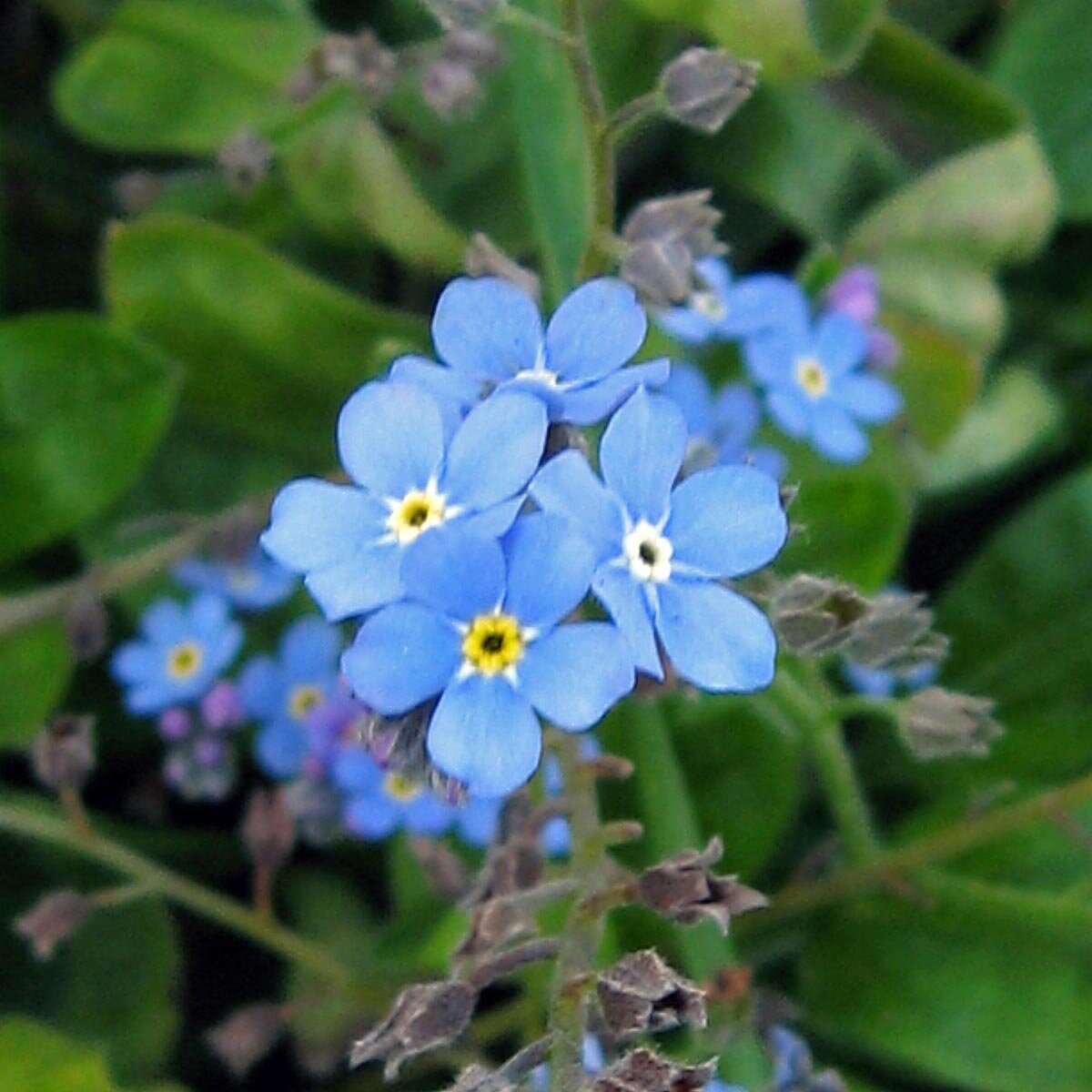 Alpine Vergissmeinnicht Flower Seeds producing bright blue Forget-Me-Not blooms in full spring glory.