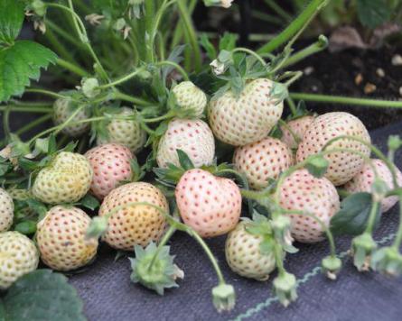 Alpine White Soul Strawberry plant growing in a garden