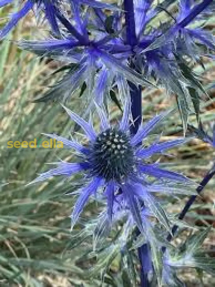 Alpinum Planting Flower Seeds