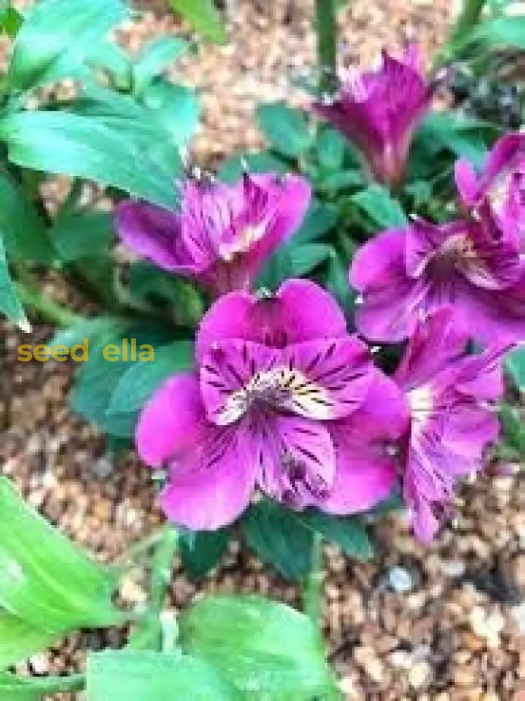 Alstroemeria Flower Seeds: Planting Guide For Peruvian Lily Seeds