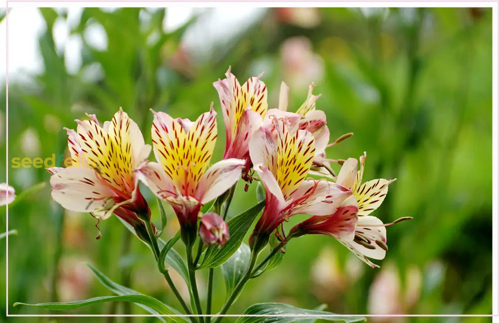 Alstroemeria Flower Seeds: Planting Guide For Peruvian Lily Seeds