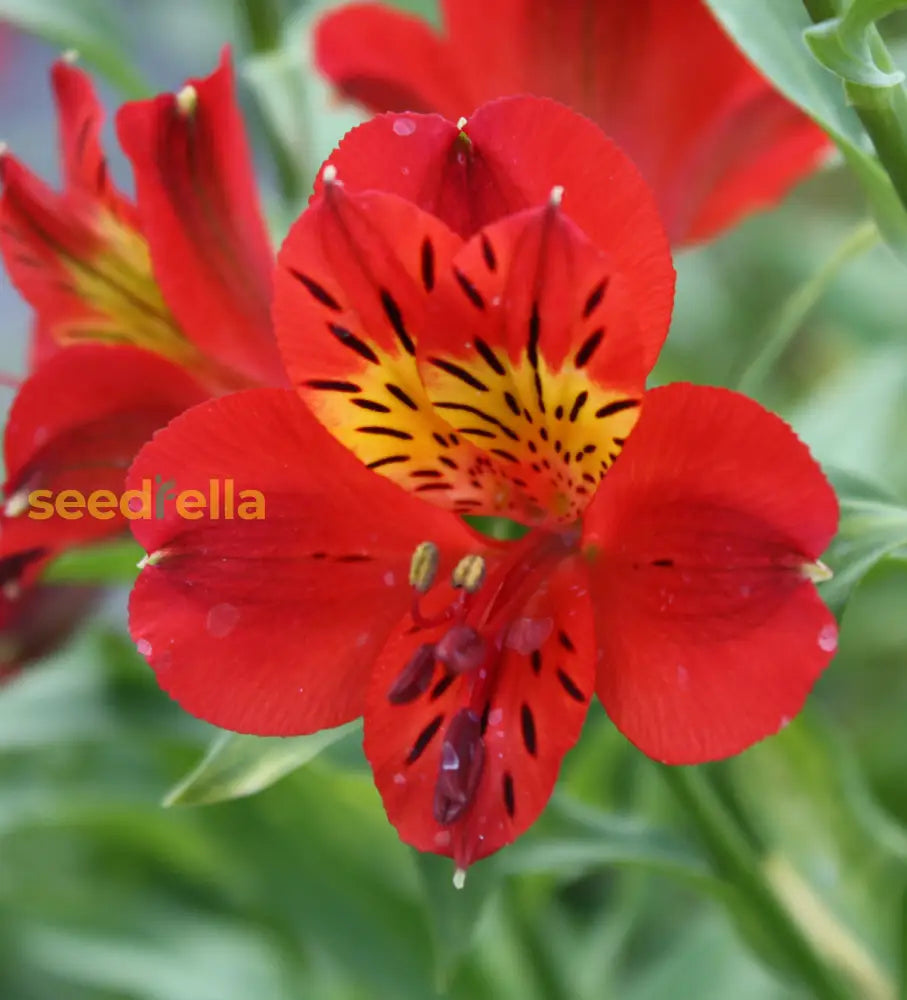 Alstroemeria Flower Seeds For Planting Red Seeds