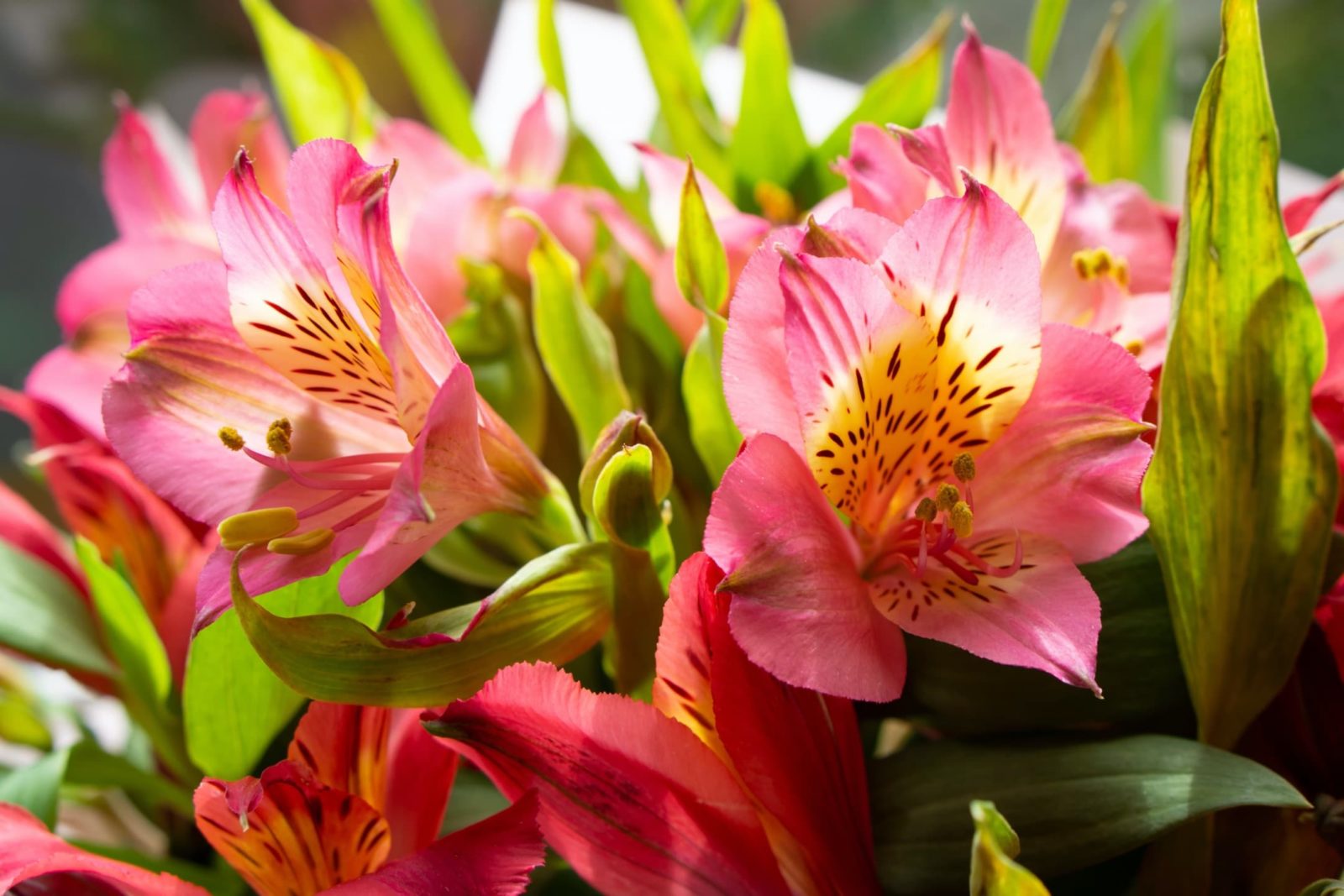 Alstroemeria Flower Seeds for Planting