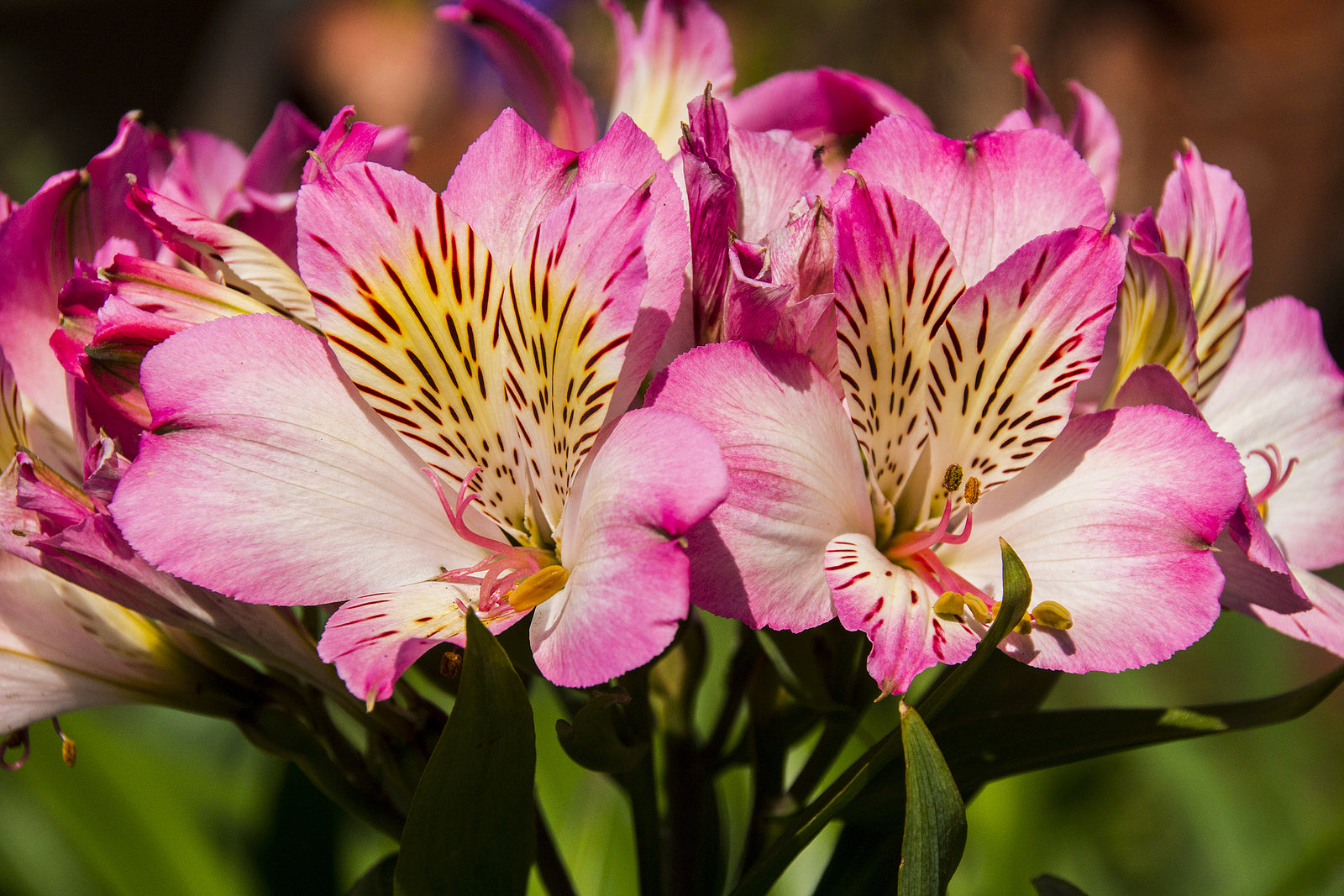 Alstroemeria Flowers Growing in Garden