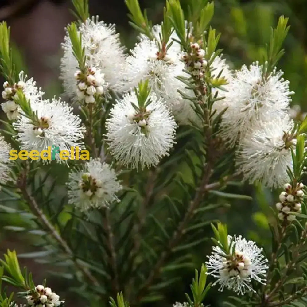 Alternifolia Flower Seeds: Planting Instructions Seeds