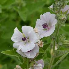 Althaea officinalis herb growing in full sun