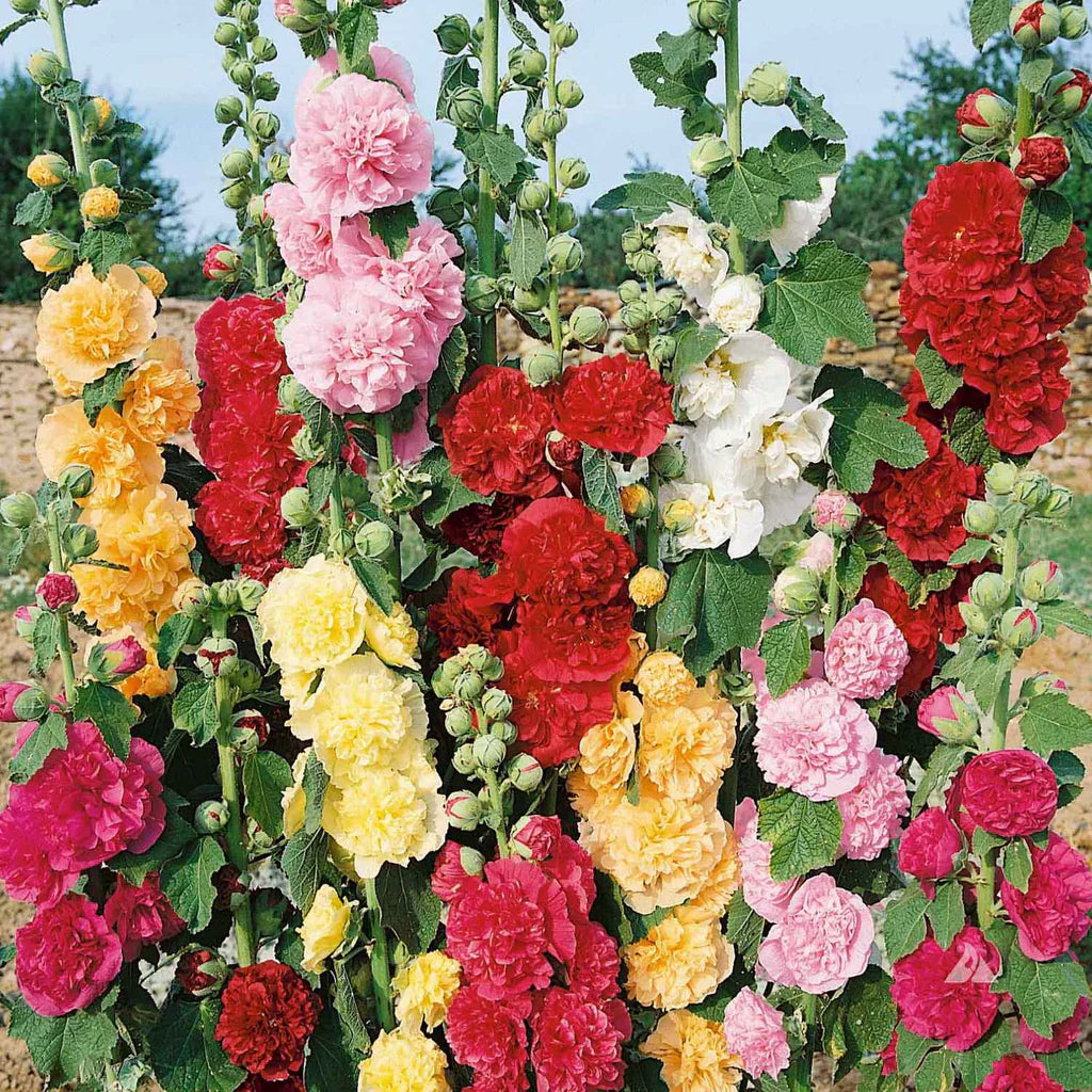Althaea Rosea flowers along a garden border