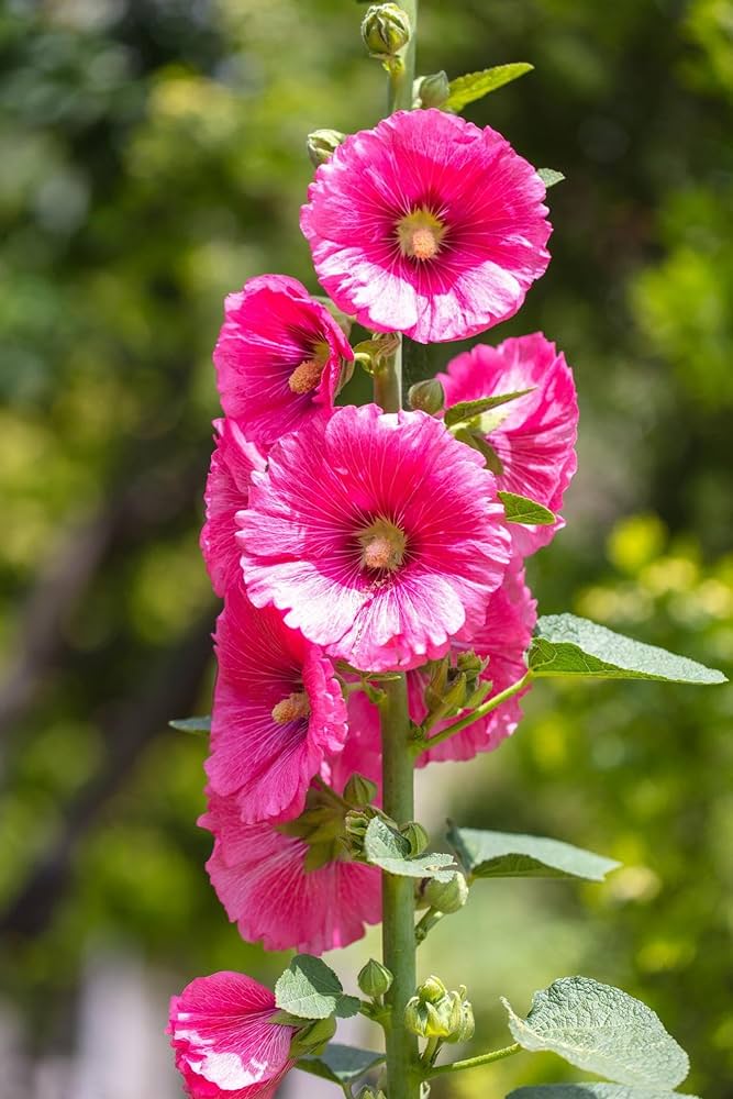 Althaea Rosea Plants Adding Color to Garden Borders