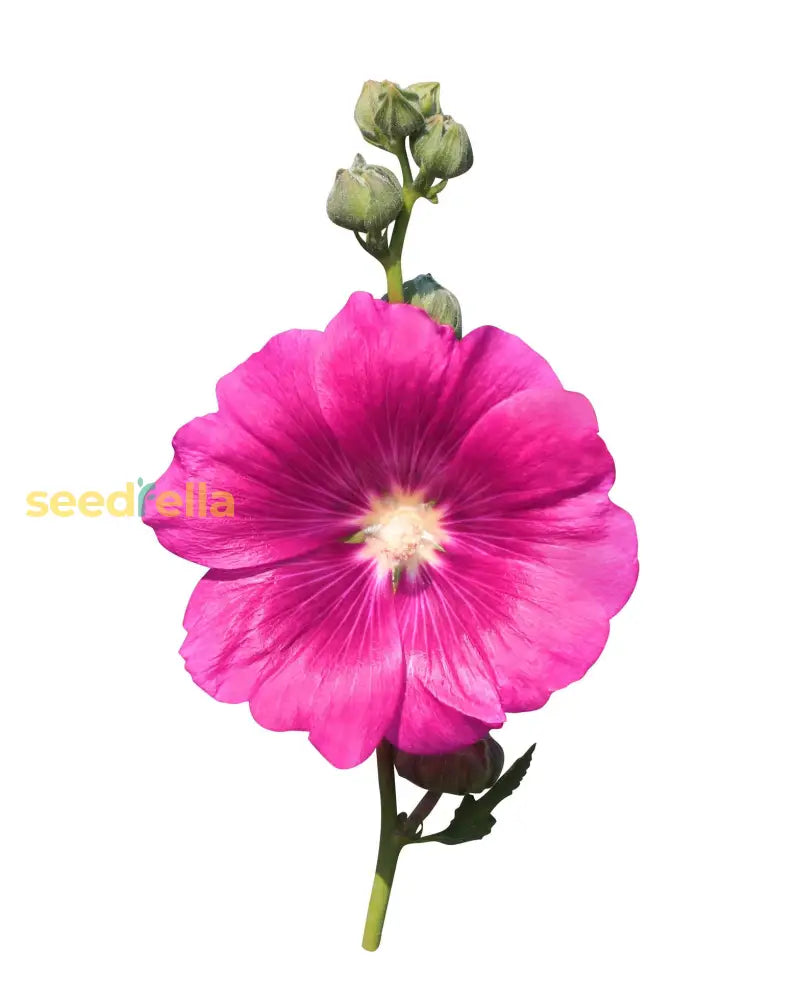 Althaea Rosea Pink Flower Seeds For Vibrant Planting And Lush Gardens