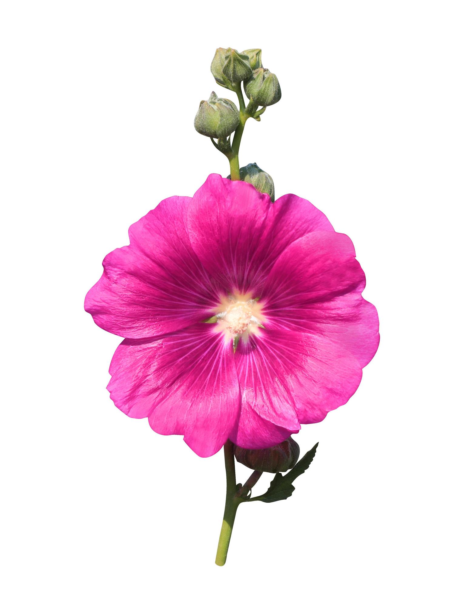 Althaea Rosea Pink Flower Seeds for Vibrant Garden Planting
