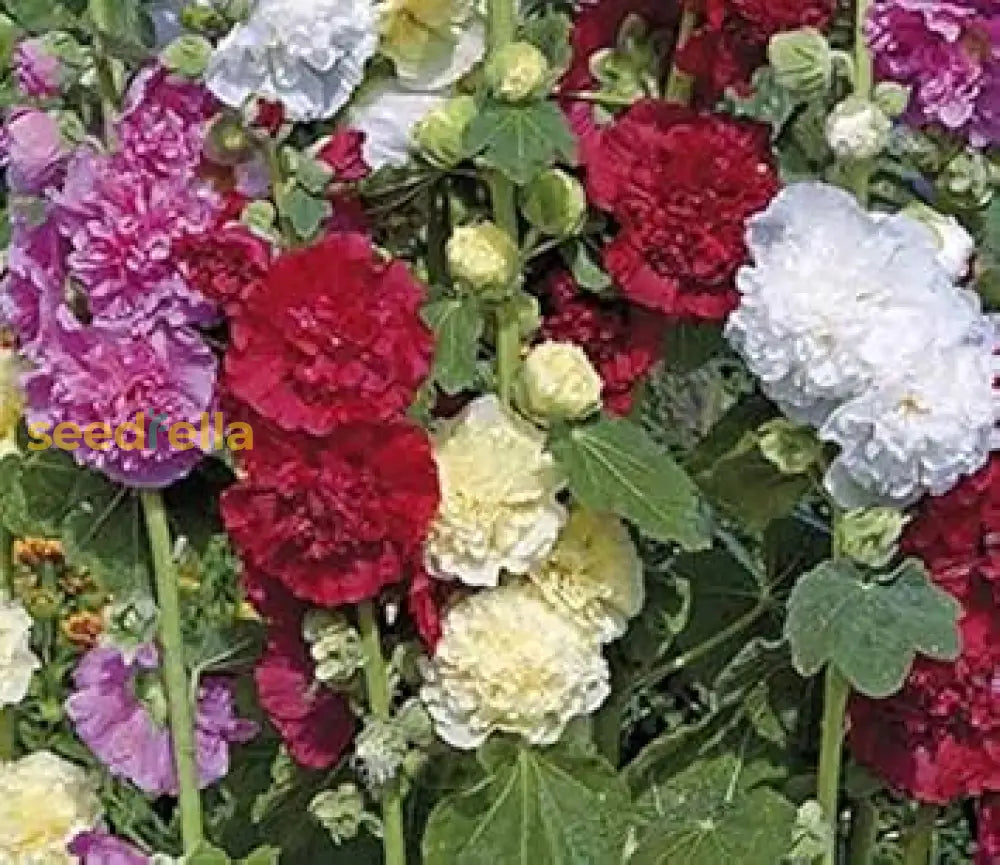 Althaea Rosea Seeds - Mixed Colors For Planting