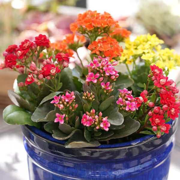 Mixed Kalanchoe Flower seeds for Planting - Fragrant Blossoms, Heirloom & GMO Free Seeds for Home Garden
 
 Sale for planting in home garden