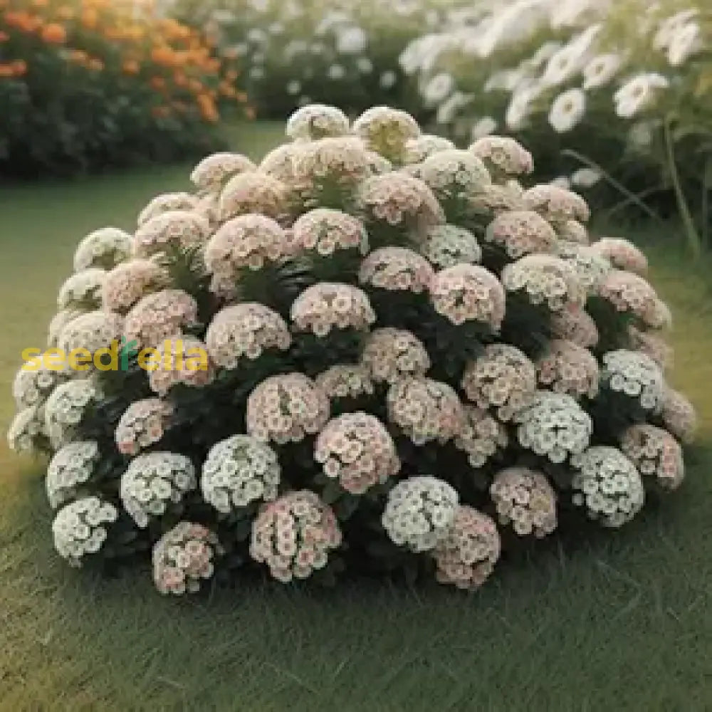 Alyssum Aphrodite Seeds For Gardening Ideal Planting In All Seasons Enhance Your Garden With