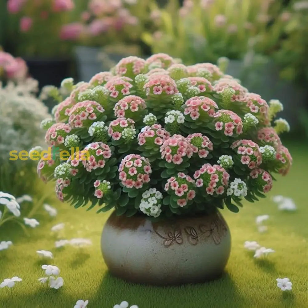 Alyssum Aphrodite Seeds For Gardening Ideal Planting In All Seasons Enhance Your Garden With